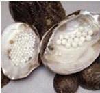 【連云港市珍珠加工加盟,創(chuàng)業(yè)加盟好項(xiàng)目】?jī)r(jià)格,廠家,珍珠母貝工藝品-搜了網(wǎng)